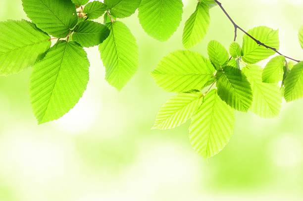 Folhas verdes do verão - foto de acervo