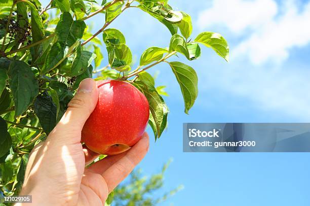 Apple Stockfoto und mehr Bilder von Apfel - Apfel, Pflücken, Blau