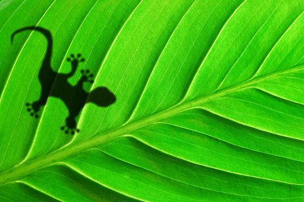 Floresta verde folha e gecko - foto de acervo