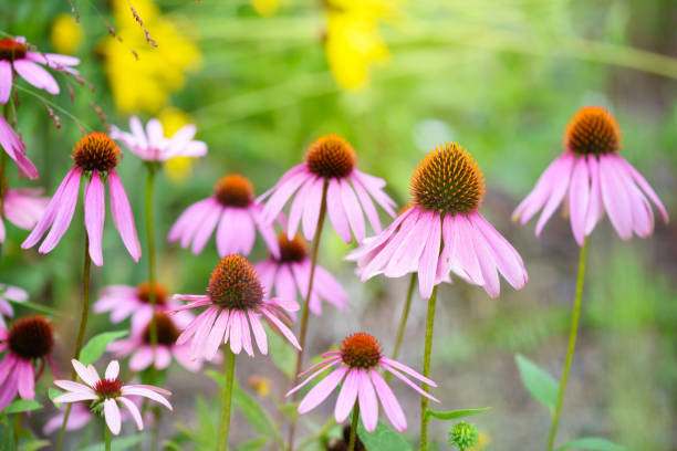 istock Echinacea flowers (Echinacea purpurea) against green background 1210292488