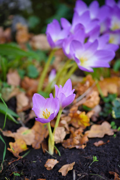 istock Nice dewy flowers in the autumn (Colchicum autumnale) 1210292546