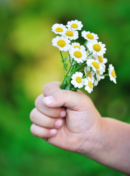 istock Chamomile flowers in a child's hand 1210292554