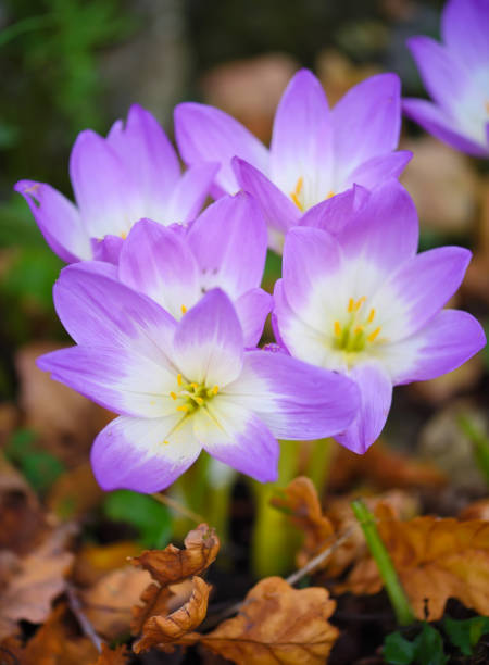istock Nice dewy flowers in the autumn (Colchicum autumnale) 1210292570