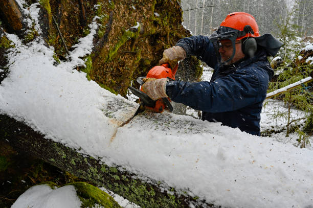 istock lumberjack working on a uprooted tree in snow 1210292734