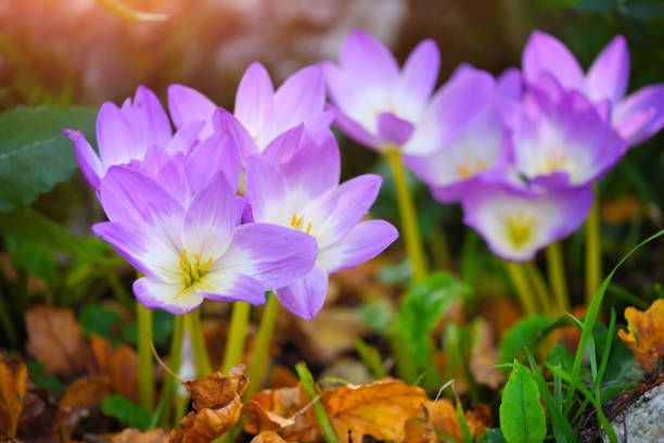 belas flores dewy no outono (colchicum autumnale) - crocus flower saffron yellow - fotografias e filmes do acervo