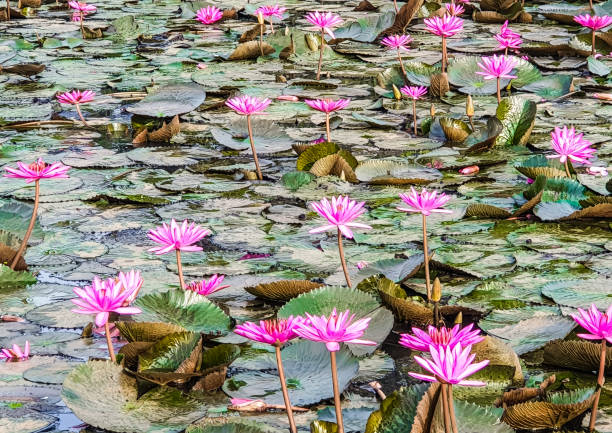 istock Water lilly fields in Kerala, India. Beautiful water plant fields. From the nature 1210293533