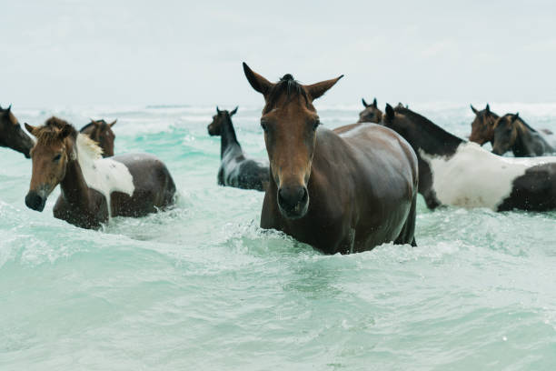 дикие морские лошади в океане острова сумба индонезия - horse animals in the wild water beach стоковые фото и изображения