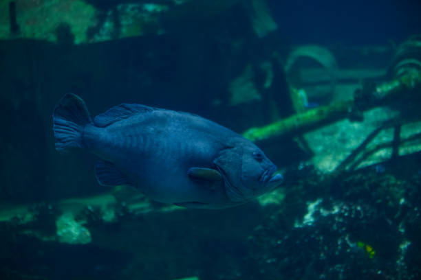 Black grouper (Mycteroperca bonaci) swimming in dark blue water. The Potato Grouper is a large fish as it can reach a length of 1.5 metres.