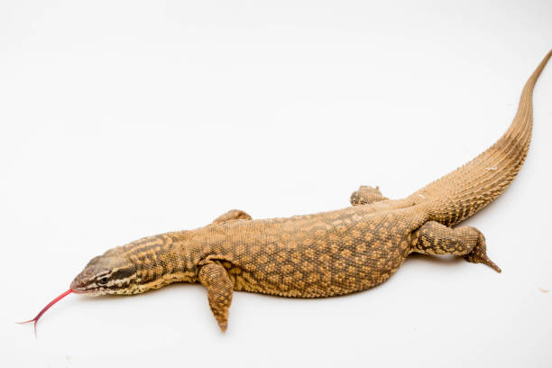 istock An Ackie/Spiny Tail Monitor 1210293955