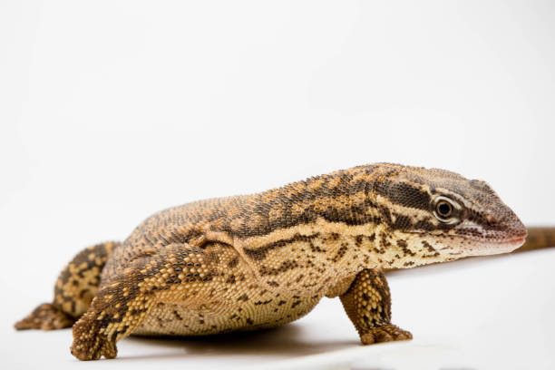 istock An Ackie/Spiny Tail Monitor 1210293989