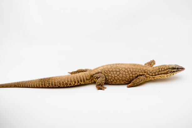 istock An Ackie/Spiny Tail Monitor 1210294003