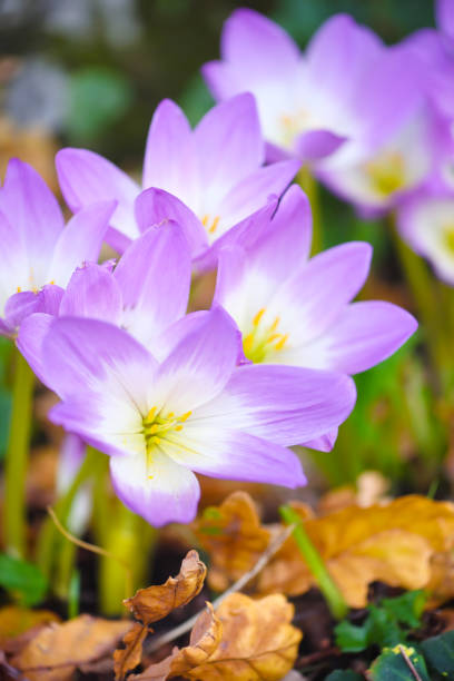 istock Nice dewy flowers in the autumn (Colchicum autumnale) 1210294017