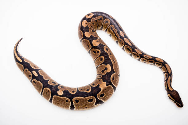 ein royal/ball python - royal python stock-fotos und bilder