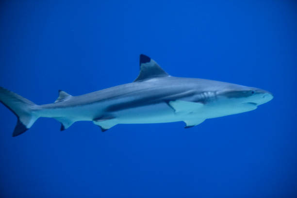 istock Blacktip reef shark (Carcharhinus melanopterus) swimming around in dark water 1210294260