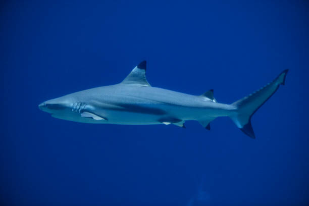 istock Blacktip reef shark (Carcharhinus melanopterus) swimming around in dark water 1210294302