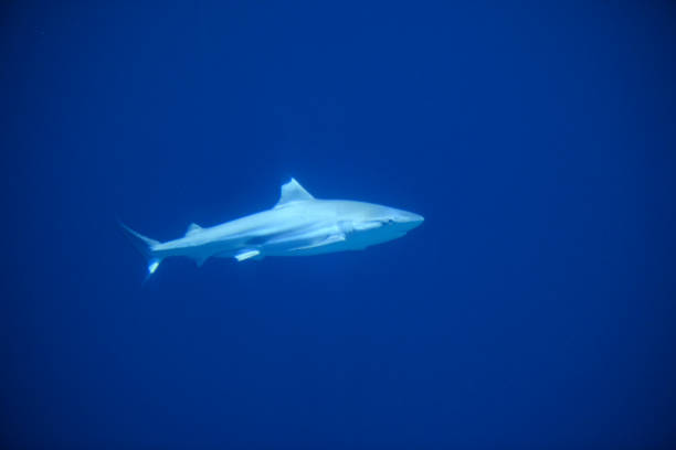istock Blacktip reef shark (Carcharhinus melanopterus) swimming around in dark water 1210294356