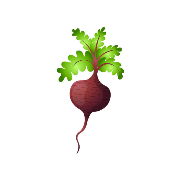 Single beetroot with haulm isolated on white background Single beetroot with haulm isolated on white background. Natural root. Juicy vegetable ingredient for food. Organic food, autumn harvest, agricultural common beet stock illustrations