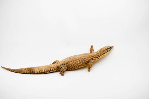 istock An Ackie/Spiny Tail Monitor 1210294475