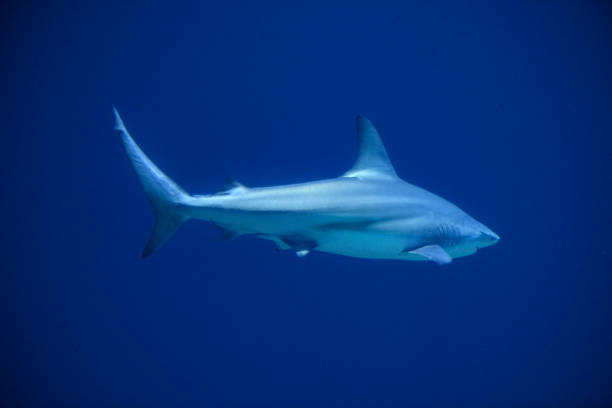 istock Blacktip shark (Carcharhinus limbatus) swimming around in dark water 1210294502