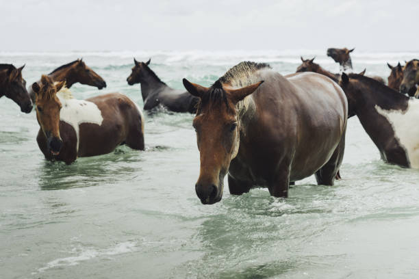 cavalos selvagens no oceano da ilha de sumba, indonésia - camel ride - fotografias e filmes do acervo