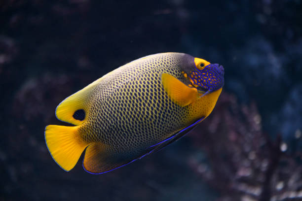 peixe-anjo-azul nadando sobre um recife - beauty in nature coral angelfish fish - fotografias e filmes do acervo