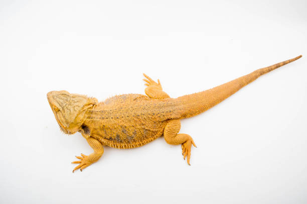 istock A Bearded Dragon reptile 1210295177