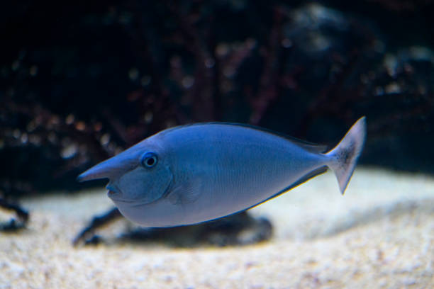 Bluespine unicornfish or short-nose unicornfish swimming Bluespine unicornfish (Naso unicornis) or  short-nose unicornfish swimming over the bottom in tropical waters naso unicornis stock pictures, royalty-free photos & images