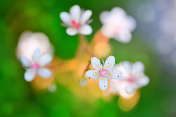 Flowers Saxifraga closeup on natural background