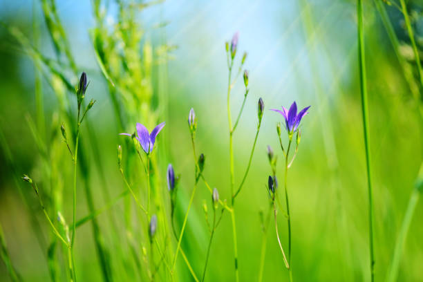 Campanula flowers (Campanula patula) in green grass. Selective focus, blurred background.