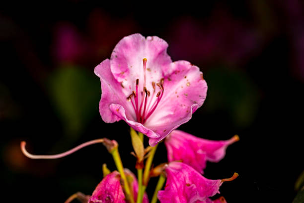 Perfect for design, advertising media. Vibrant petals, rich colors natural lighting enhance nature's beauty. High quality detailed resolution.