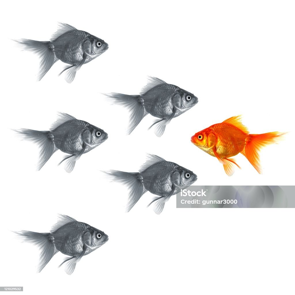 One gold fish stands out in a group of grey fish standing out of the crowd concept with individual successful goldfish Change Stock Photo