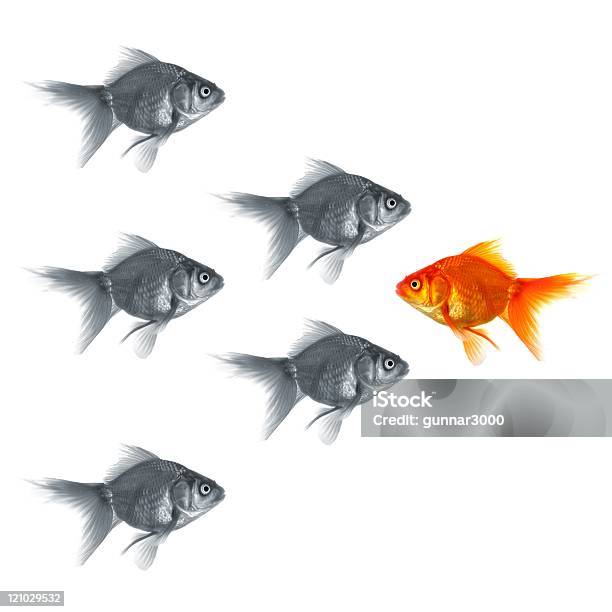 One Gold Fish Stands Out In A Group Of Grey Fish Stock Photo - Download Image Now - Change, Goldfish, Challenge