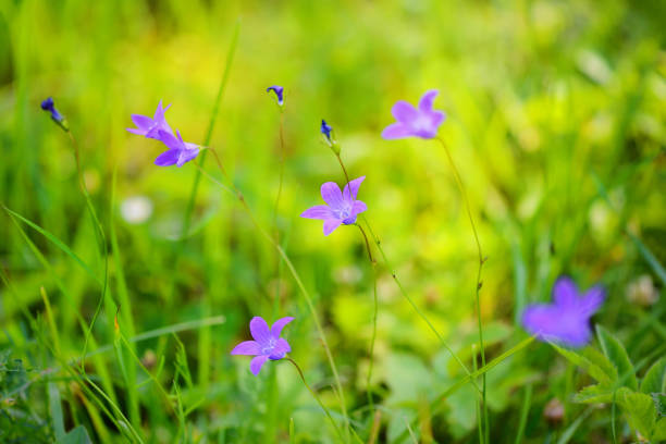 Campanula flowers (Campanula patula) in green grass. Selective focus
