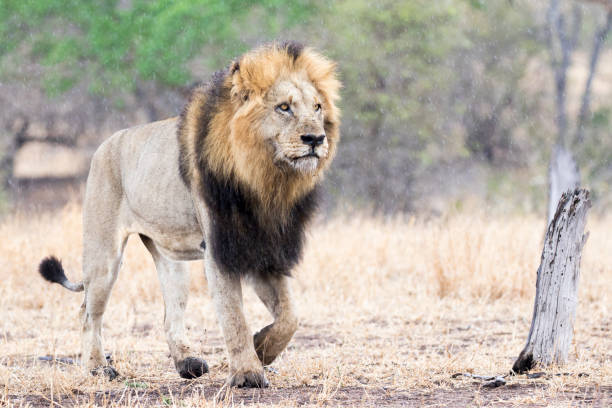 istock Male lion walks majestically 1210295418