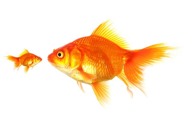 different large and small goldfish showing different competition or friendship concept goldfish stock pictures, royalty-free photos & images