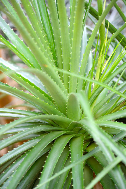 istock Aloe Vera, fresh leaf in natural background 1210295543