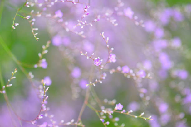 Flowers Limonium platyphyllum. Gentle flower background