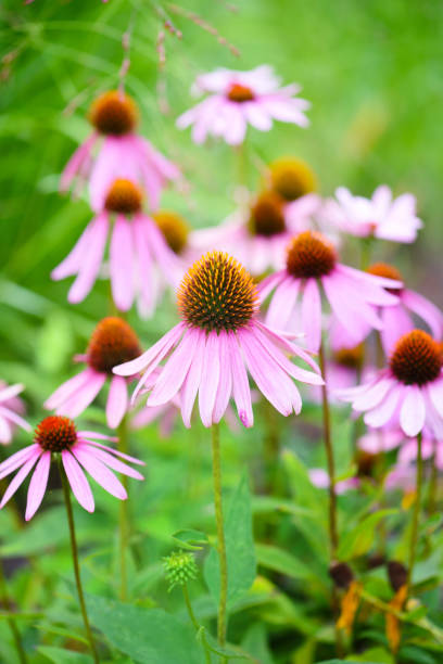 istock Echinacea flowers (Echinacea purpurea) against green background 1210295578