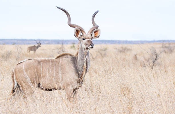 istock Male kudu with competition in the background 1210295600