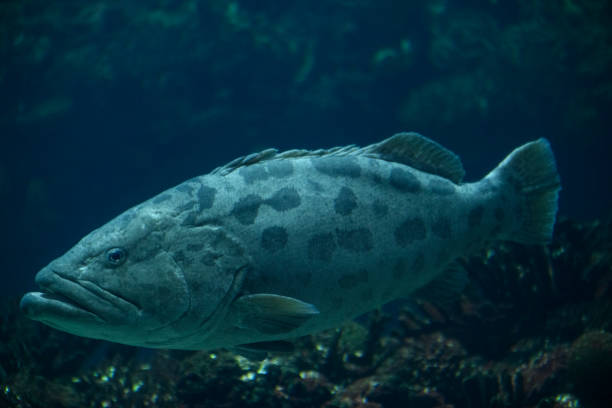 istock Potato grouper (Epinephelus tukula) swimming in dark blue water 1210295681