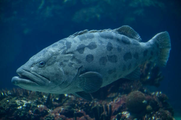 istock Potato grouper (Epinephelus tukula) swimming in dark blue water 1210295743