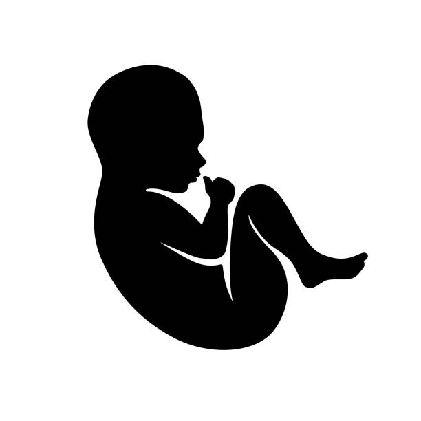 Newborn silhouette. Baby symbol black on white Newborn silhouette. Vector baby symbol black on white Babies Only stock illustrations