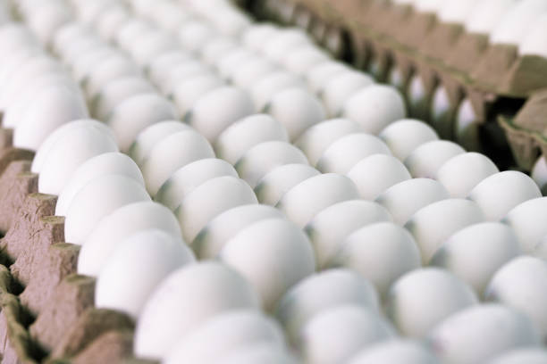 istock Rows of white chicken eggs in the cardboard packaging 1210296056