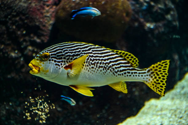 istock Yellowbanded Sweetlips tropical fish swimming over a reef 1210296073