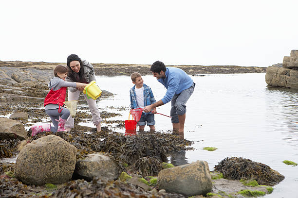 jeune famille à la plage en ramassant des coquillages - sensory perception shell using senses women photos et images de collection