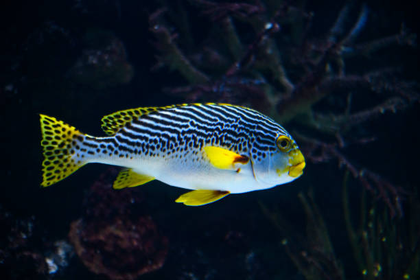 Yellowbanded Sweetlips (Plectorhinchus lineata) tropical fish swimming over a reef. The fish is white and black with bright yellow fins.