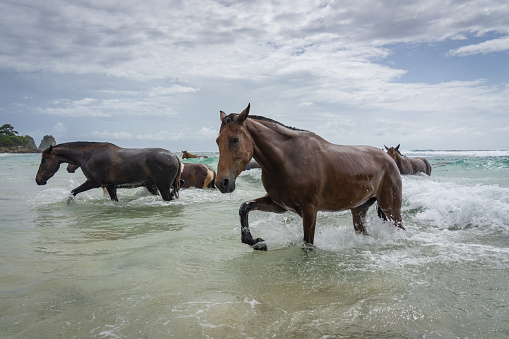 Wild Seahorses or Sandalwood Ponies - also known as the Sea Horses of Sumba - walking and galloping from inside the Indian Ocean back towards the Nihisumba Beach. Sumba Island, Nusa Tenggara Timur, Indonesia, Southeast Asia