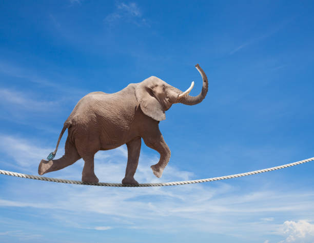 istock Elephant acrobat walking on the wire cord 1210297522