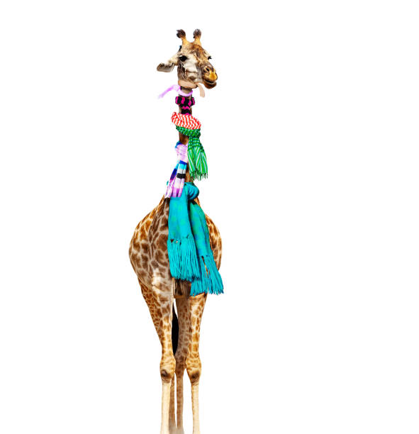 Long necked family