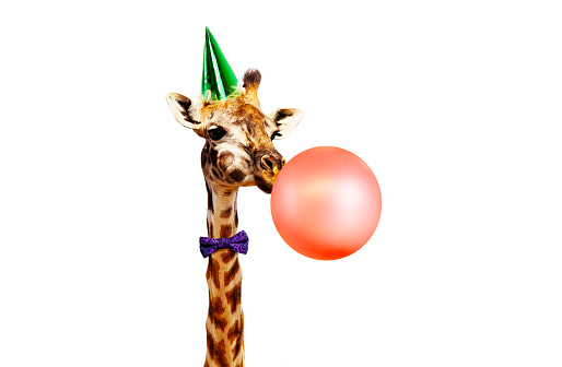 Giraffe blow air balloon isolated on white in birthday party cap